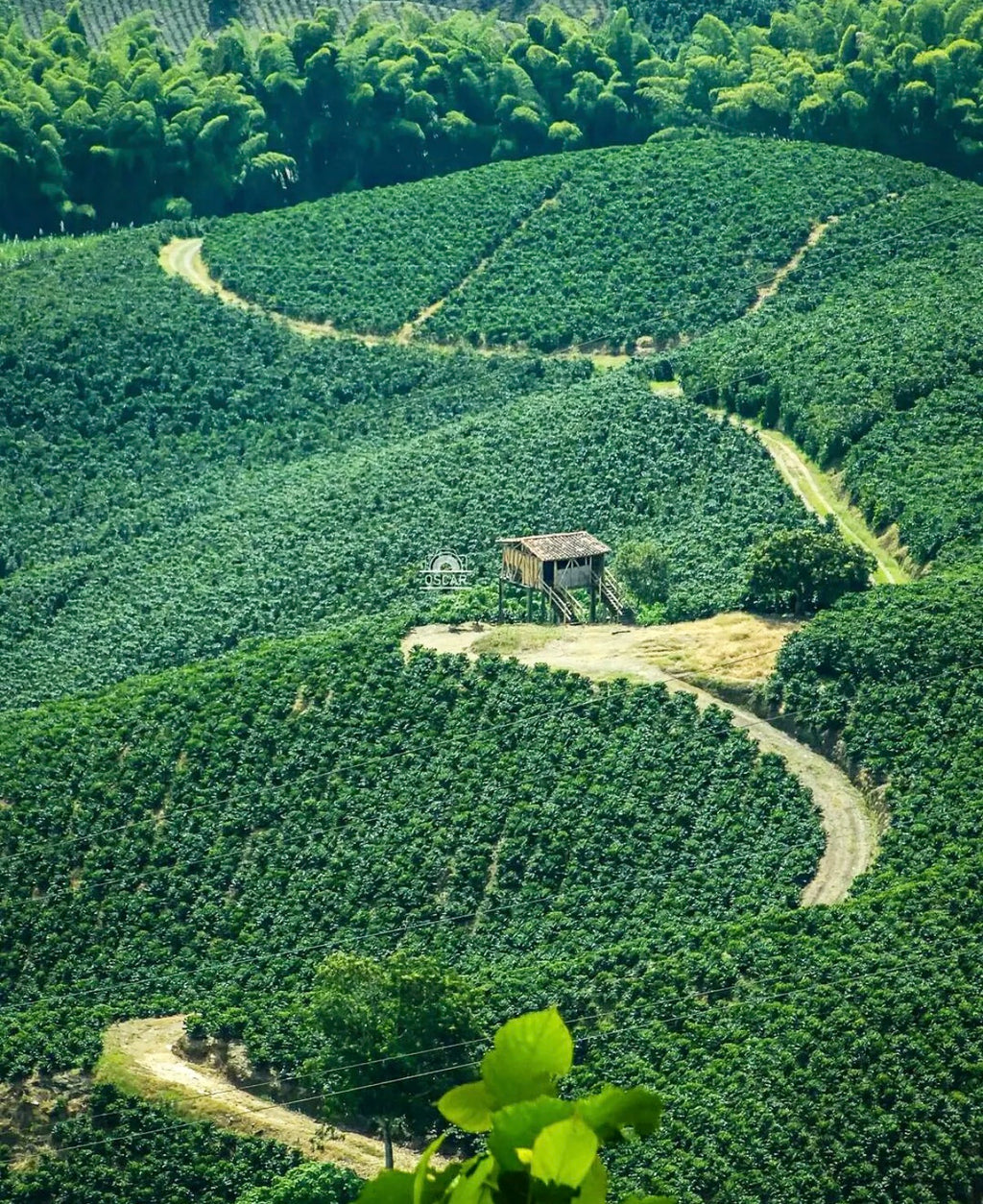 Colombian Coffee "El Huila" (Freshly Roasted)(Micro Batch)