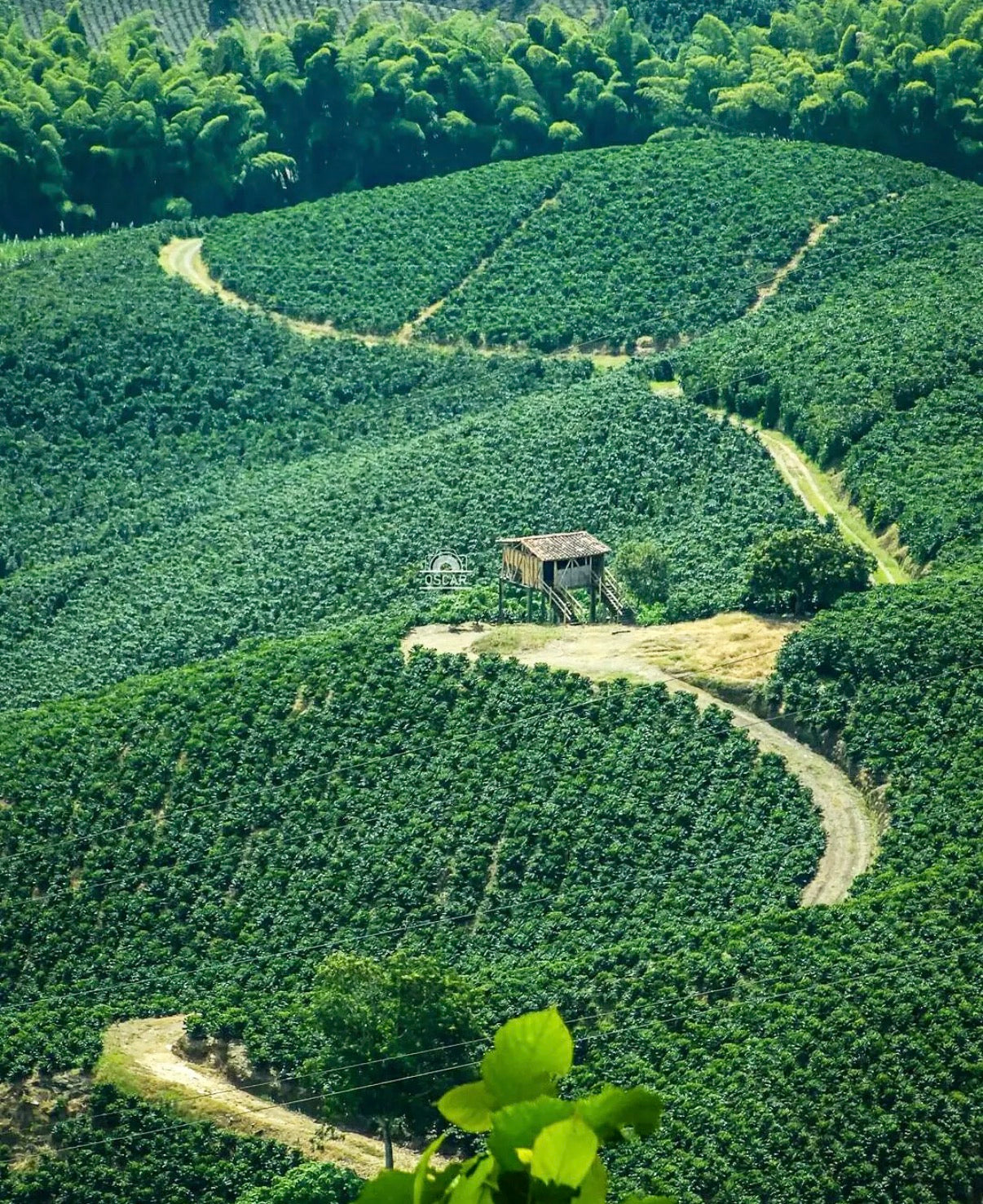 Colombian Coffee "El Huila" (Freshly Roasted)(Micro Batch)