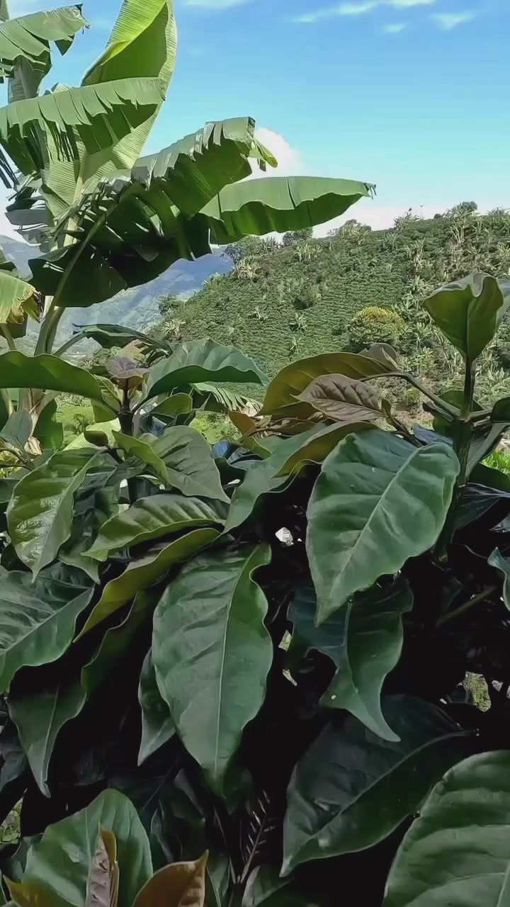 Colombian Coffee "El Huila" (Freshly Roasted)(Micro Batch)