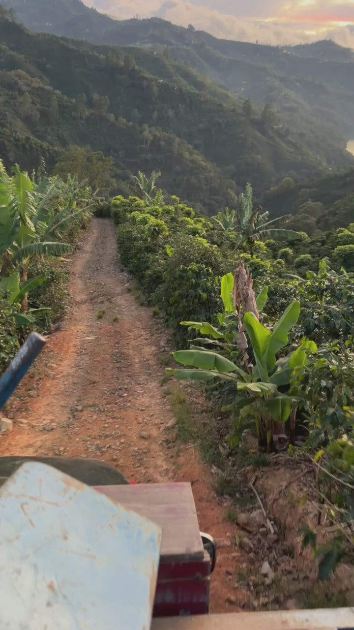 Costa Rica Tarrazú Coffee (Freshly Roasted)(Micro batch)(Specialty)