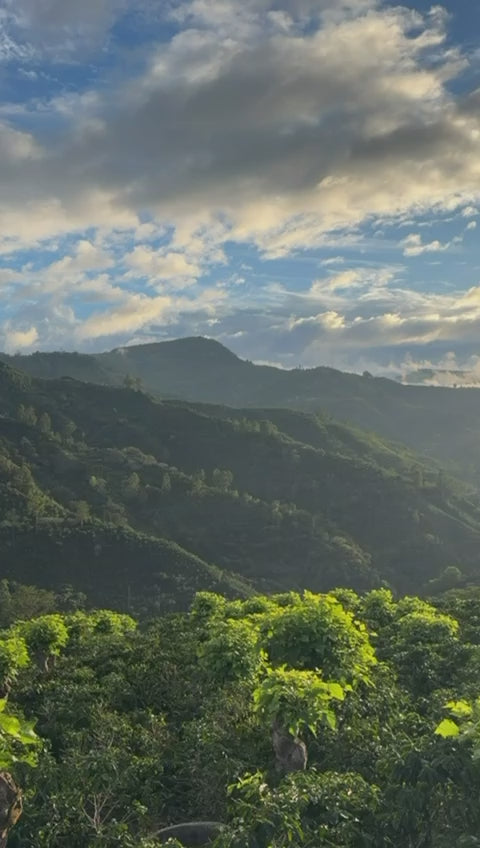 Costa Rica Tarrazú Coffee (Freshly Roasted)(Micro batch)(Specialty)