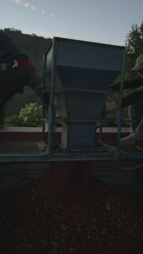 Costa Rica Tarrazú Coffee (Freshly Roasted)(Micro batch)(Specialty)